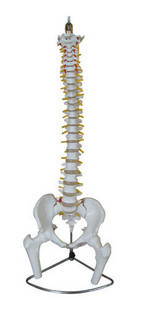 脊椎附骨盆、半腿骨模型