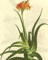Aloe-Emodin