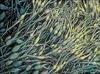 海藻纖維 (SeaCell seaweed Fiber) - 台灣總代理