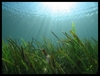 最乾淨的海藻~海藻粉
