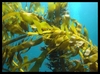 挪威海藻精~海藻粉,海藻精,海藻萃取液~