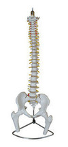 脊椎附骨盆、半腿骨模型