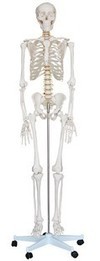 170cm人體大骨骼模型