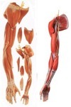 上肢肌肉附血管神經解剖模型