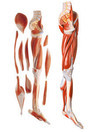 下肢肌肉附主要血管神經模型